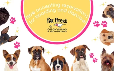 Far Fetched Grooming & Boarding